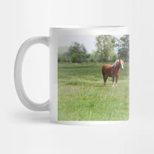 Lonely sorrel horse on green pasture Mug